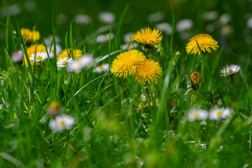 Dandelions and daisies blooming together in green meadow spring nature © Iva
