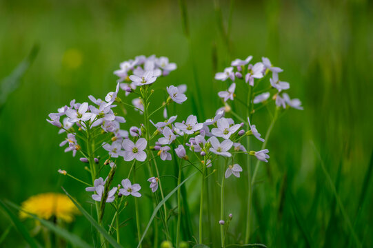 Cardamine pratensis cucko flower in bloom, group of petal flowering mayflowers on the meadow