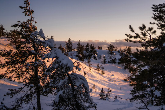 Snowy pine forest at winter sunrise in Finland landscape