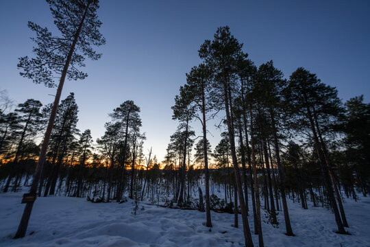 Winter twilight in Finnish pine forest with snowy ground
