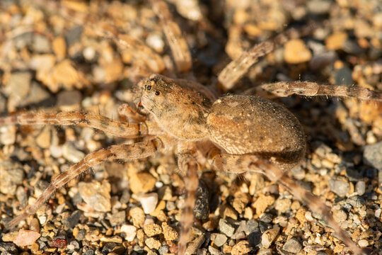 Close-up of a wolf spider camouflaged on dry gravel