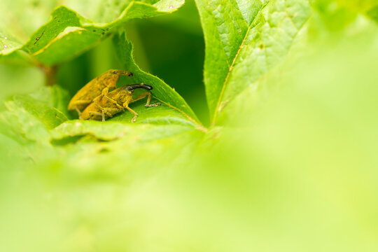 Macro of Lixus angustatus weevil on green leaf