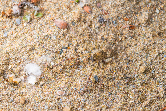 Wolf spider camouflaged on sandy ground in natural light