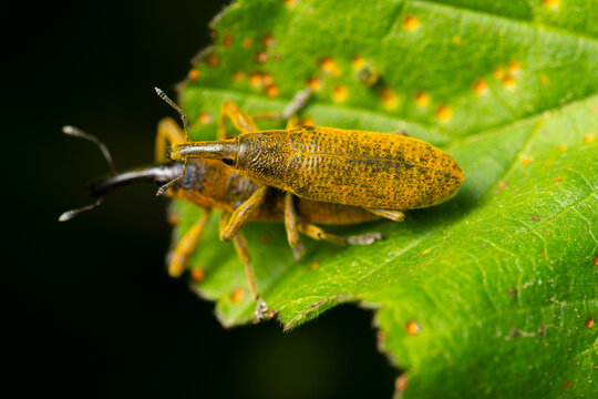 Macro view of Lixus angustatus weevil on green leaf