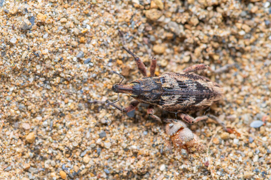 Macro weevil beetle camouflaged on sandy ground texture