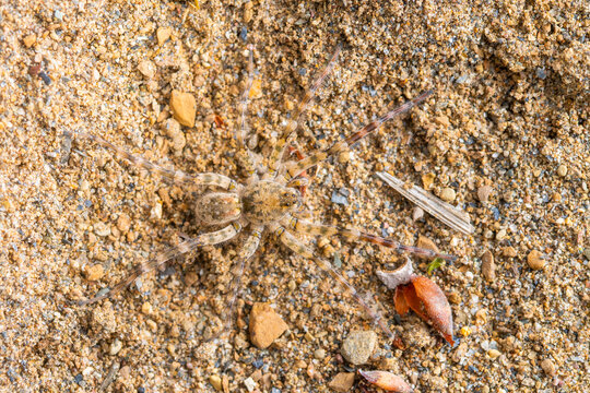 Wolf spider camouflaged on sandy ground in close-up