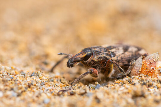 Macro of weevil beetle crawling on sandy ground outdoors