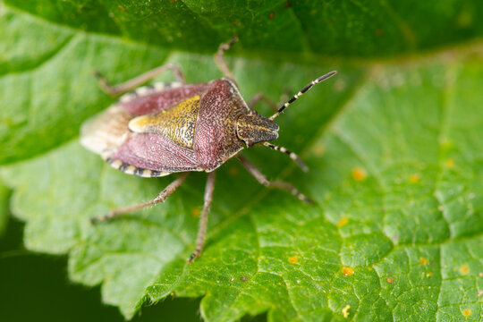 Stink bug on green leaf in close up macro nature shot