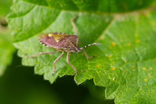 Macro view of a stink bug on green leaf in garden light