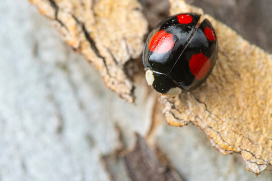 Close-up of black ladybug with red spots on tree bark