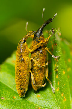 Close-up of Lixus angustatus weevils on green leaf