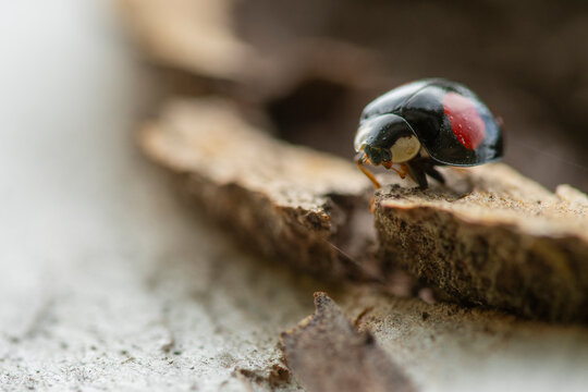 Close-up of ladybug on wood with soft natural bokeh