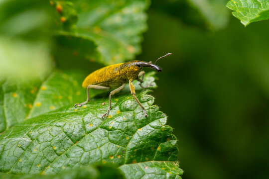 Macro of Lixus angustatus weevil on green leaf