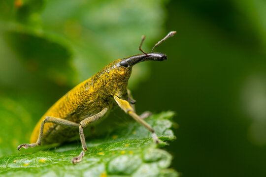 Macro of Lixus angustatus weevil on green leaf