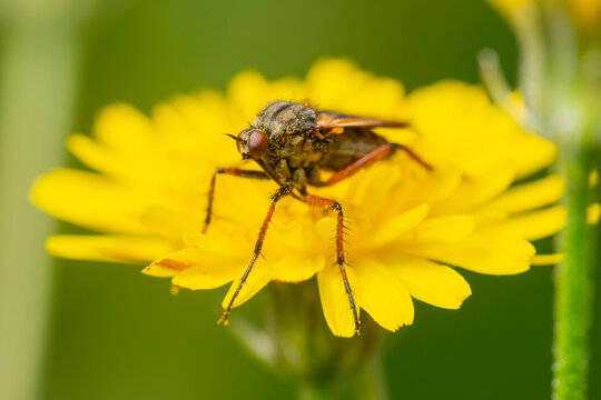 Macro fly on yellow wildflower with soft green background