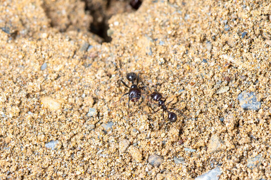 Close-up of black ants on sandy soil in bright light