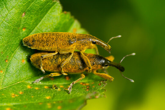 Close-up of Lixus angustatus weevils mating on leaf