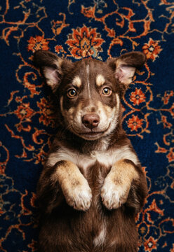 Adorable puppy on intricate patterned carpet