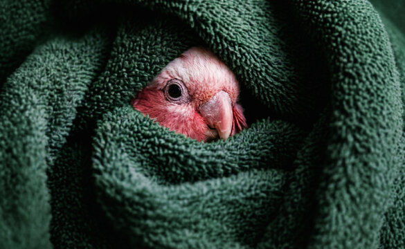 Parrot snugly wrapped in cozy soft blanket