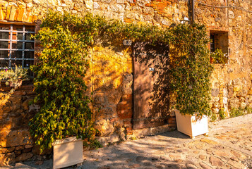 Fototapeta premium Tuscan stone wall building with climbing plants, Monteriggioni, Italy.