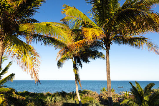 sea shell and palm trees, Vilankulos, Mozambique