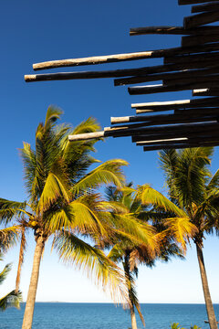 sea shell and palm trees, Vilankulos, Mozambique