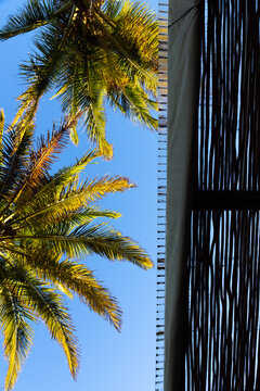 sea shell and palm trees, Vilankulos, Mozambique