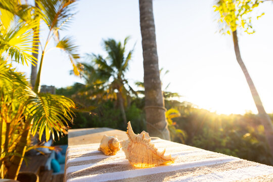 sea shell and palm trees, Vilankulos, Mozambique