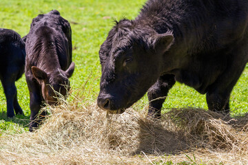 Bull and calf eating hay © SFarms