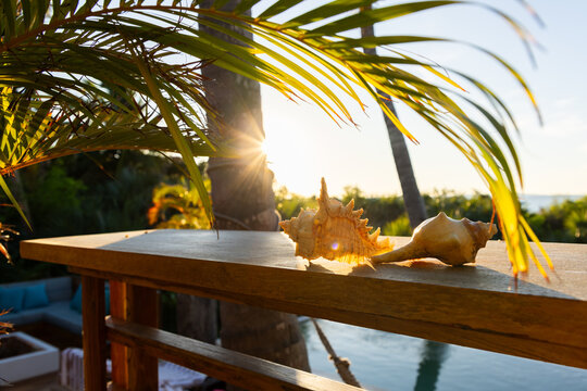 sea shells and palm fronds, Vilankulos, Mozambique, Africa