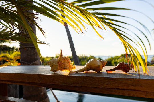 sea shells and palm fronds, Vilankulos, Mozambique, Africa