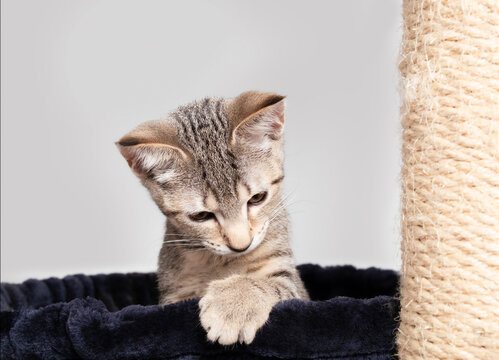 Playful kitten in cat tree hammock. Cute tabby cat looking at something with curious body language. Cat furniture and enrichment. 3 months old, female short hair cat, ticked tabby. Selective focus.