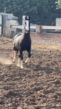 Purebred Horse Showing Elegant Movement in a Rural Farm Setting