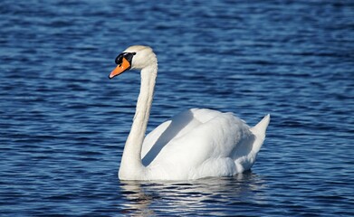 Fototapeta premium Cygne blanc dans la Camargue