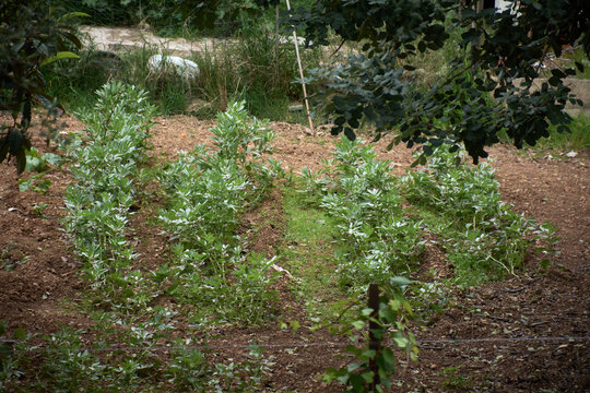 View of young faba bean crops sprouting from fertile soil in a rustic kitchen garden. Homegrown vegetables and permaculture concept for healthy lifestyle and sustainable food production.