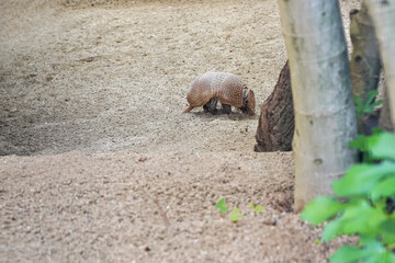 Obraz premium Small southern three-banded armadillo spotted in zoo