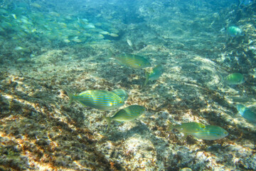 Fototapeta premium Group of cow bream - Sarpa salpa - fish swimming in Mediterranean sea as seen during snorkelling near Lloret de Mar
