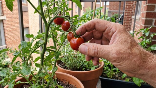 Hand Harvesting Fresh Cherry Tomatoes from a Balcony Urban Micro Garden in Summer