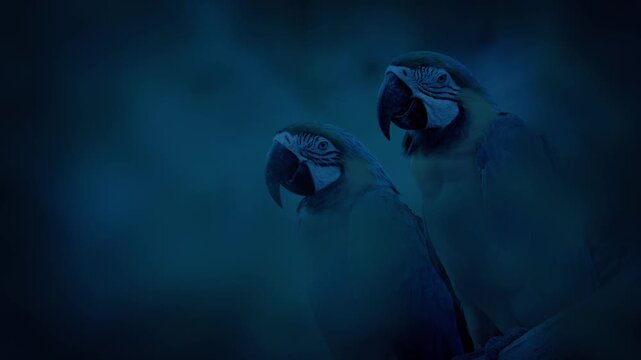 Parrots In The Jungle In The Evening Shallow Focus
