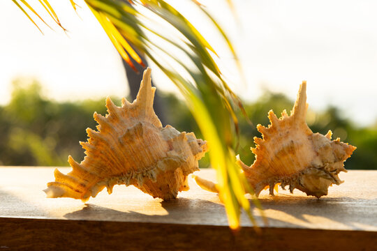 seashells and palm trees, Vilankulos, Mozambique, Africa