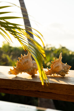 seashells and palm trees, Vilankulos, Mozambique, Africa