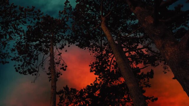 Raging Sky Behind Trees In Storm Winds
