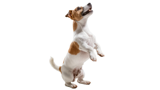 A playful Jack Russell Terrier dog standing on hind legs, looking up with an open mouth, isolated PNG on transparent background, ready for playful pet designs