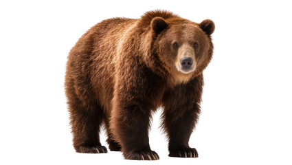Fototapeta premium Powerful brown grizzly bear standing, its detailed fur and strong physique captured, isolated PNG on transparent background, wild animal