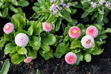 English daisies Bellis perennis and wood forget-me-nots Myosotis sylvatica blooming in garden bed with raindrops on green leaves after rain, top view, Warsaw, Poland. © Lina