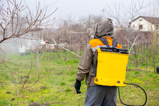 Man in protective gear using a yellow backpack sprayer to treat fruit trees in a garden orchard. Agriculture work, pest control, plant protection, spring maintenance.