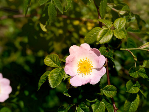 Soft pink bloom with golden center. Lush green leaves frame the flower. Natural sunlight highlights delicate petals. Perfect for romantic or garden-themed projects