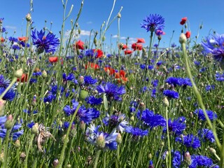 Kwiaty na polu chabry, maki, kwiaty polne © Marek