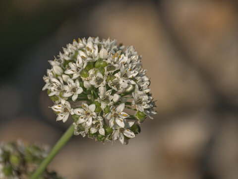  Flower umbel of an onion plant - Allium cepa.