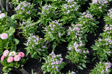 Pink Myosotis sylvatica and Bellis perennis blooming in Warsaw park, Poland. Fresh green foliage after rain, wet dark soil, close-up view of spring ornamental garden flowers in Eastern Europe. © Lina